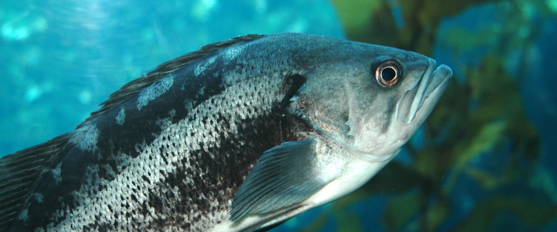 When is the Best Time to Go Saltwater Fishing in New York?