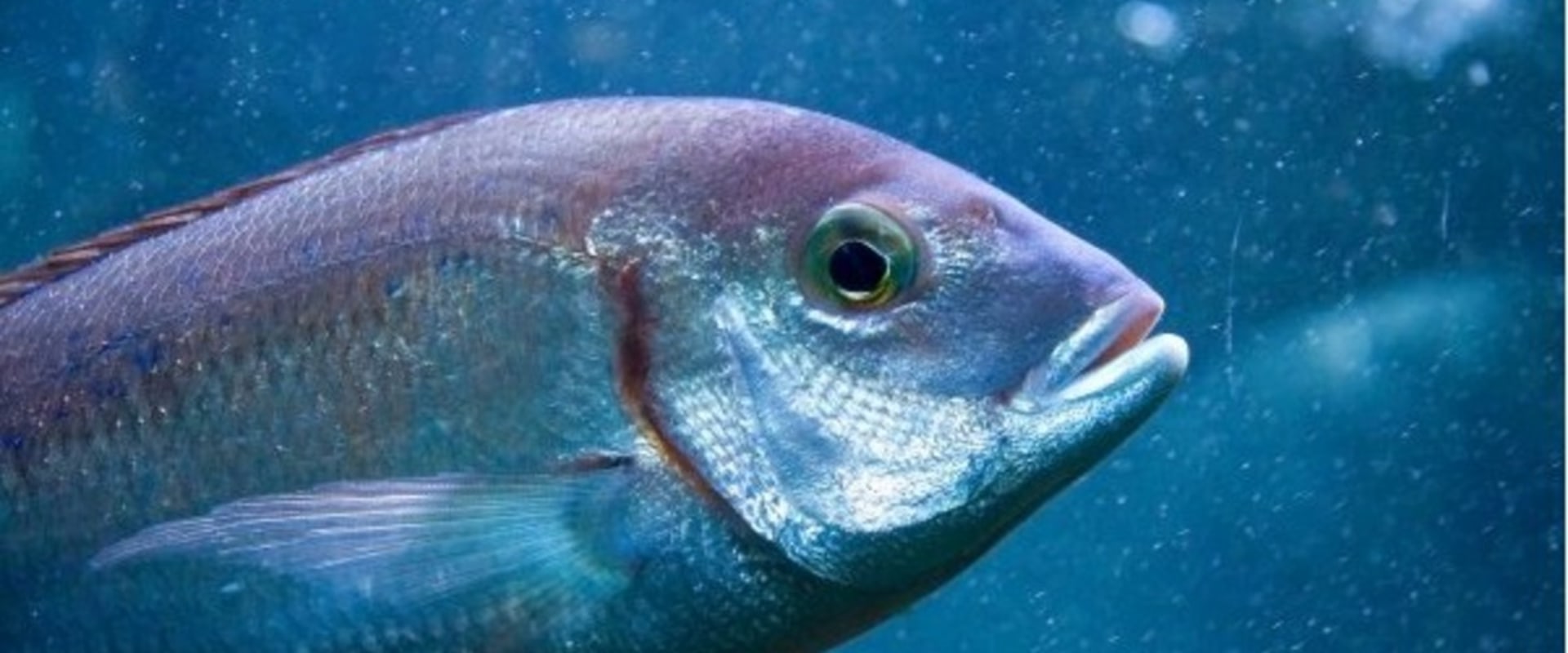 The Benefits of Fishing: Why is it So Relaxing?