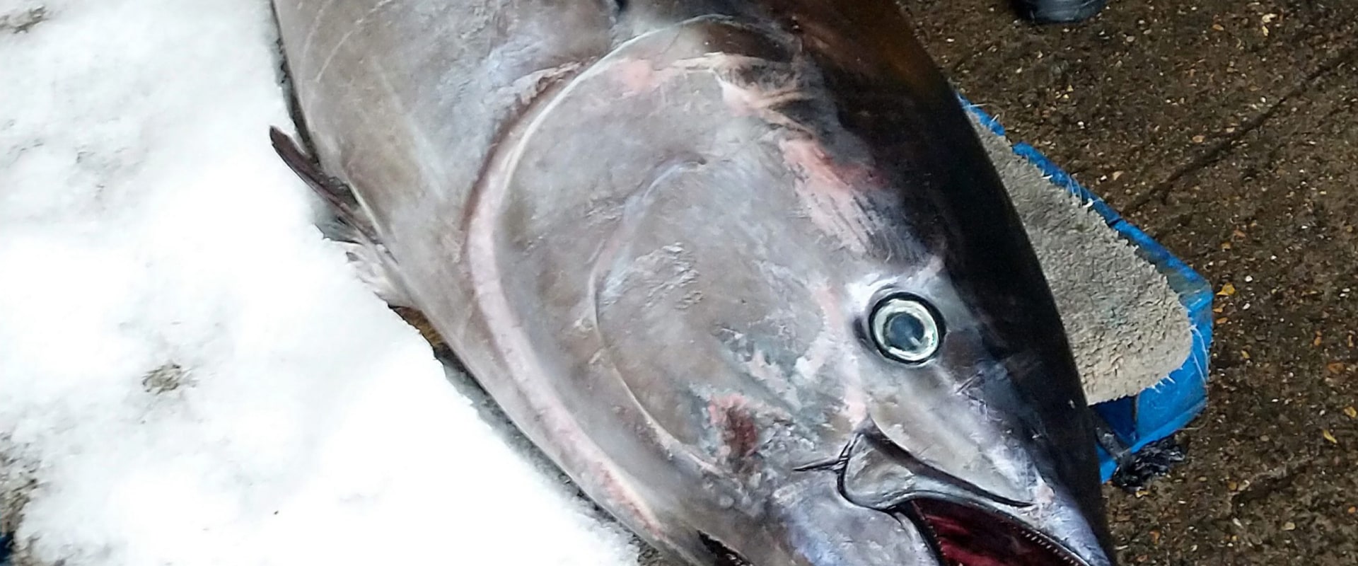Why is Fish So Expensive in the UK?
