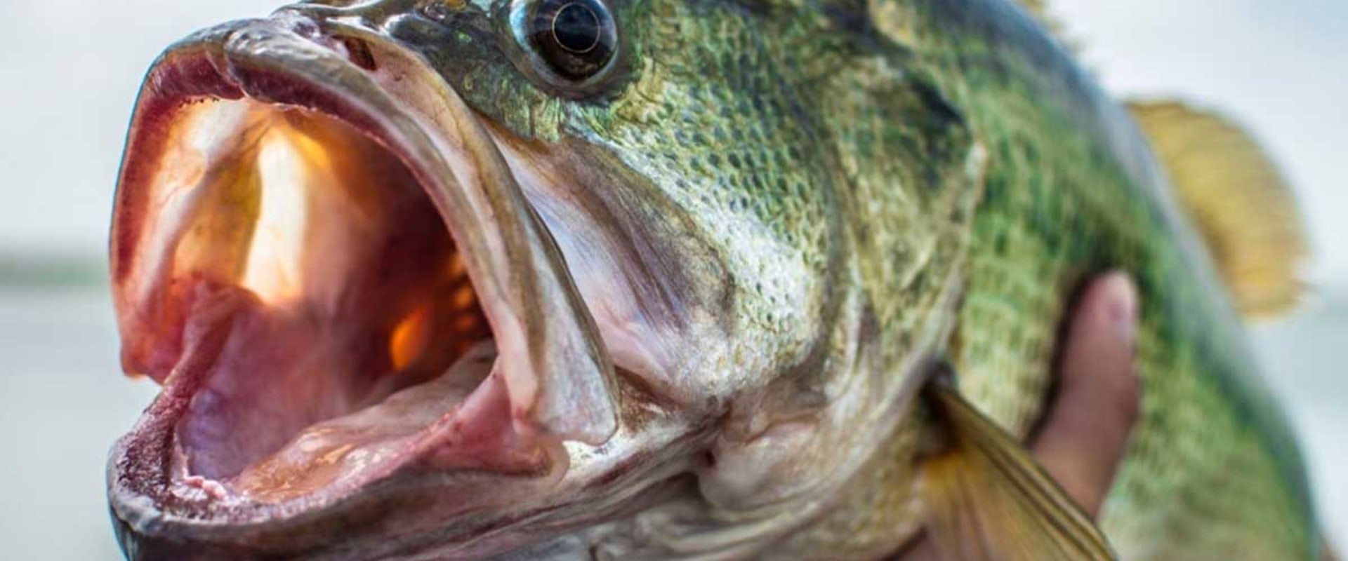 Why Fishing is So Addictive: An Expert's Perspective