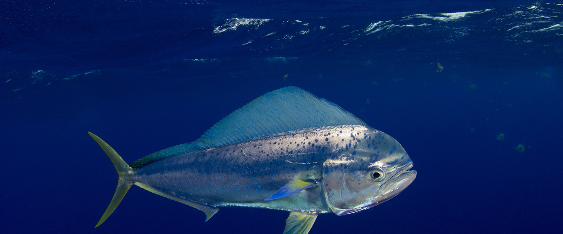 Where is the best saltwater fishing in the world?