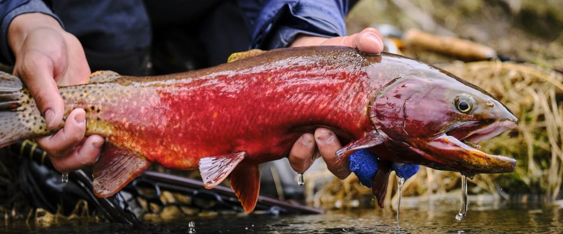 The Cruel Reality of Fishing: Why It's Bad for the Environment and Animals