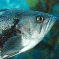 When is the Best Time to Go Saltwater Fishing in New York?