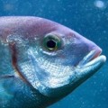 The Benefits of Fishing: Why is it So Relaxing?