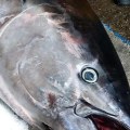 Why is Fish So Expensive in the UK?