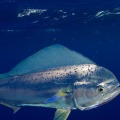 Where is the best saltwater fishing in the world?