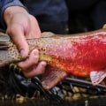 The Cruel Reality of Fishing: Why It's Bad for the Environment and Animals