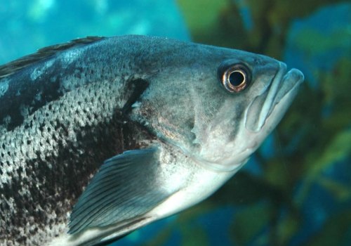 When is the Best Time to Go Saltwater Fishing in New York?