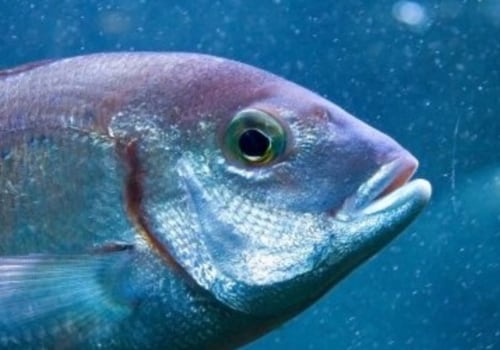 The Benefits of Fishing: Why is it So Relaxing?