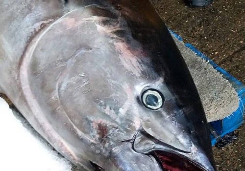 Why is Fish So Expensive in the UK?
