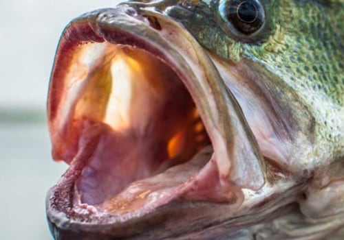 Why Fishing is So Addictive: An Expert's Perspective