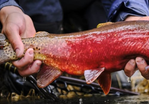 The Cruel Reality of Fishing: Why It's Bad for the Environment and Animals